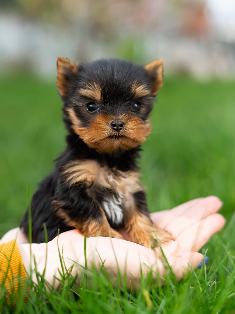 Yorkshire Terrier